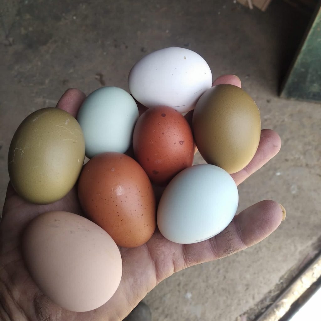 Huevos en palma de mano